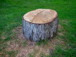 Best Storm Damage Tree Cleanup  in St Helens, OR