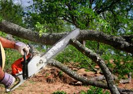Best Root Management and Removal  in St Helens, OR