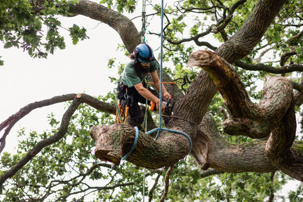 Reliable St Helens, OR Tree Care Solutions
