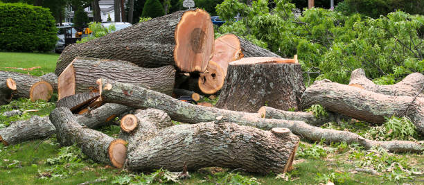 Best Fruit Tree Pruning  in St Helens, OR