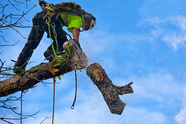 Best Tree Mulching  in St Helens, OR
