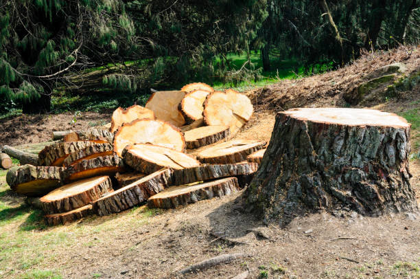 How Our Tree Care Process Works  in  St Helens, OR